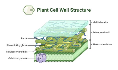 Plants Have Cell Walls