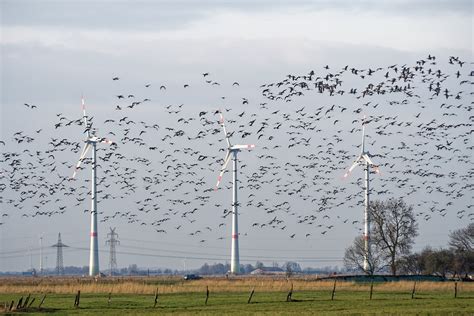 Do Windmills Kill Birds