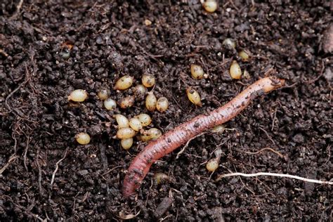 Do Worms Lay Eggs How Earthworms Reproduce Smart Garden And Home