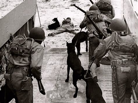 Dobermans Got The Nickname Devil Dogs During Wwii Where They Served Alongside The U S Marines In 2013 Lackland Air Force Base In Texas Erected The First National Monument Commemorating The Four Breeds