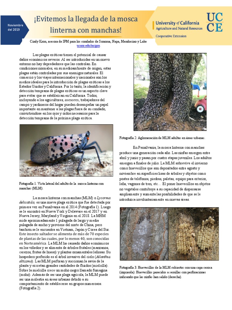 Document Center Spotted Lanternfly Information Montgomery Township Pa Document Center Spotted Lanternfly Information Montgomery Township Pa