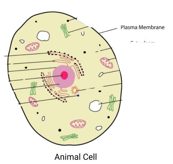 5 Cell Wall Facts
