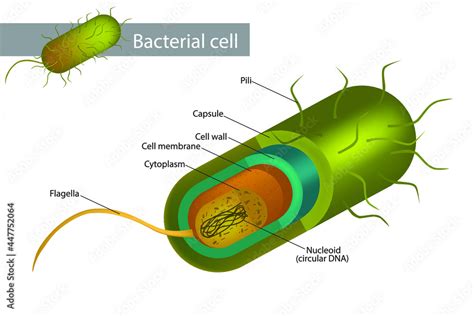 5 Facts About Bacterial DNA