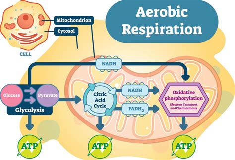 Glycolysis Does Not Require Oxygen