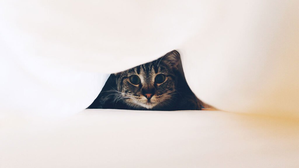 Does Warm Milk Before Bed Help You To Sleep Better