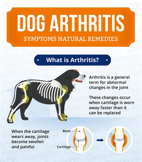 Dog Arthritis How Science Backed Natural Remedies Are Contesting
