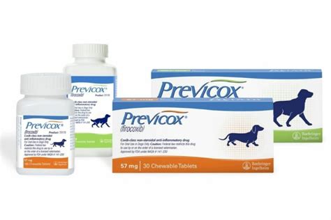 Dog Arthritis Medication For Pain Relief That Helps Your Dog Remain