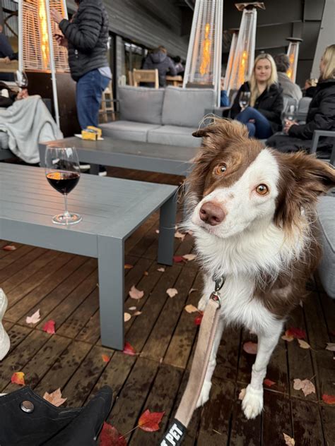 Dog Friendly Italian Restaurants In Woodinville Wa Bringfido