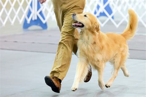 Mastering the Dog Heel: Tips for Perfecting Your Walking Skills