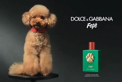 Dog Perfume Dolce And Gabbana Most Expensive Perfume Dolce Gabbana Fefe For Dogs Alcohol Free Fragrance Sample Spray
