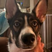 Dog Pound Fizzing Lnk Bio Link In Bio Dog Pound Fizzing Lnk Bio Link In Bio