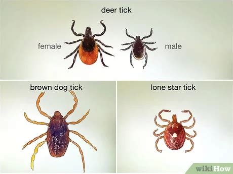 Dog Tick Vs Deer Tick How To Identify Ticks In Nh Dog Tick Vs Deer Tick How To Identify Ticks In Nh