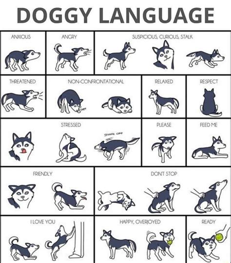 Dog Training English To Dog Language Do Dogs Understand English To Show Your Dog Do Dogs