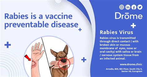 Dog With Rabies Virus Rabies Florida Department Of Health Dog With Rabies Virus Rabies Florida Department Of Health