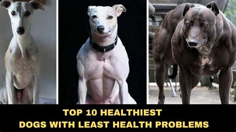Dogs With Least Health Problems