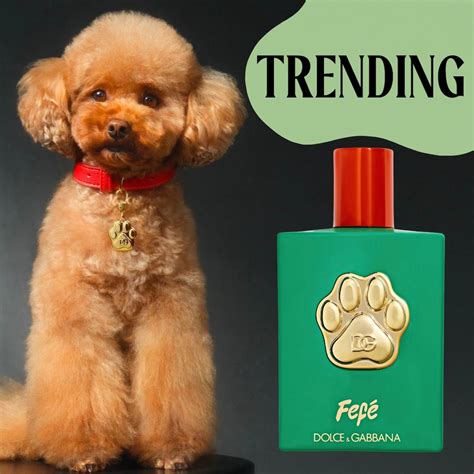 Dolce Amp Gabbana Is Trying To Sell You A 105 Dog Perfume