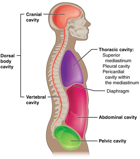 5 Ways Dorsal Body Cavity