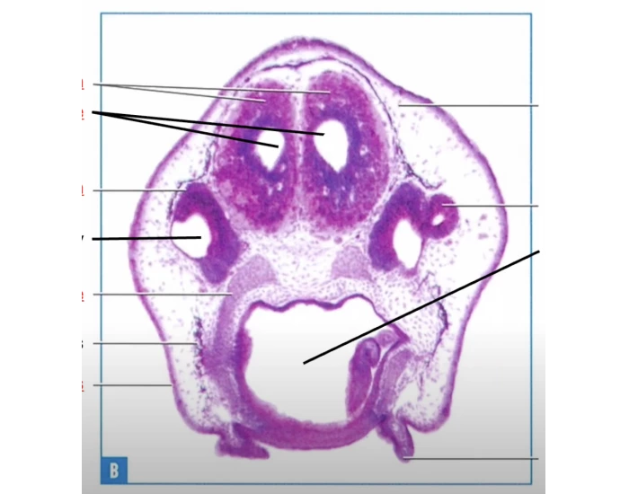 5 Tadpole Dorsal Facts