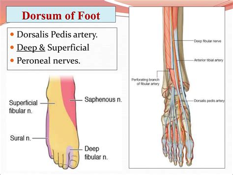 Dorsum of Foot Anatomy