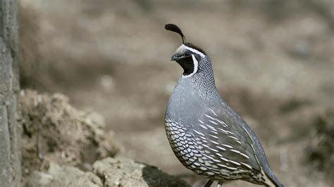 Download Stunning Quail Perched On A Rock Wallpapers Com Download Stunning Quail Perched On A Rock Wallpapers Com