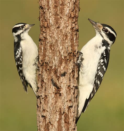Downy Vs Hairy Woodpeckers I Took Photos Of Female Downy Flickr