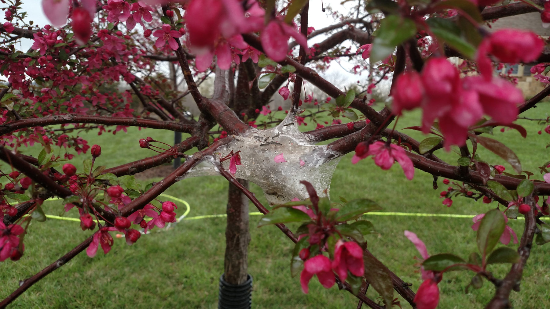 Eastern Tent Caterpillar Facts