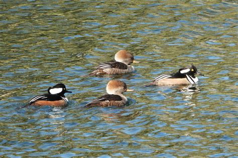 Ebird Checklist 6 Jan 2023 Sarasota Memorial Heath Care Park 27