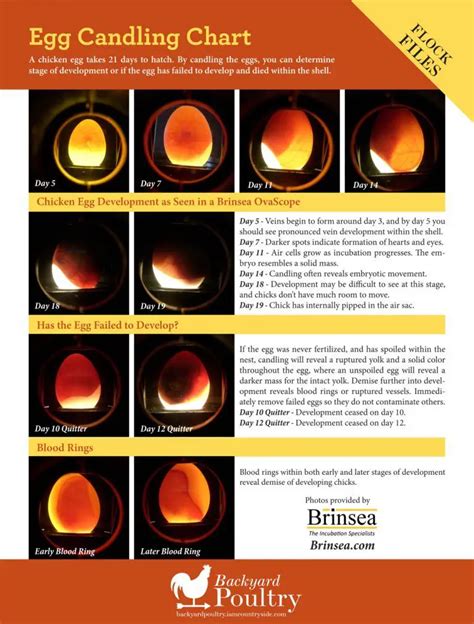 Egg Incubation Chart Candling
