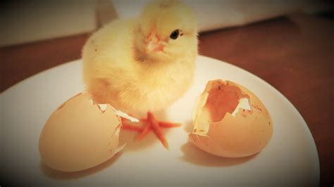 Eggs Hatching Baby Chicks At Marie Foster Blog