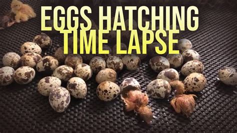 Eggs Hatching Time Lapse Chicks Hatching 2 Hours In 5 Minutes Youtube