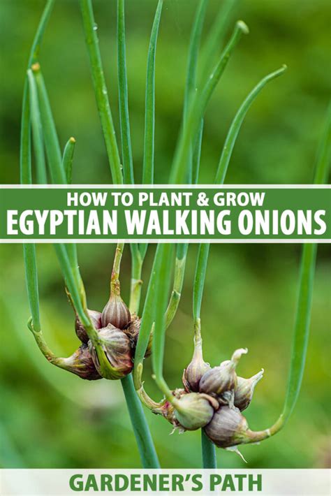 5 Ways Egyptian Onions