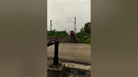 El Ato Hablando Ato Ato Shorts Viral Youtube