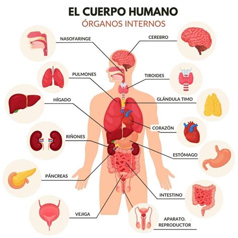 El Cuerpo Humano Y Sus Organos