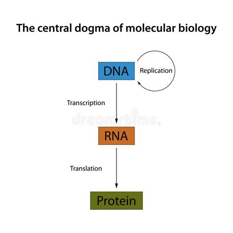 El Dogma De La Biolog A Molecular Coggle Diagram El Dogma De La Biolog A Molecular Coggle Diagram