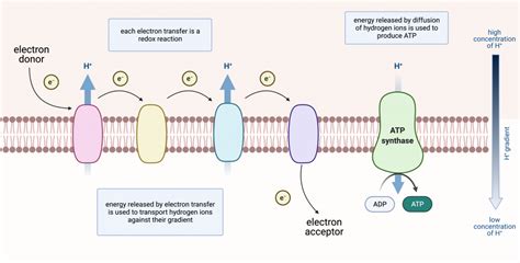 Electron Transport Chain And Energy Production