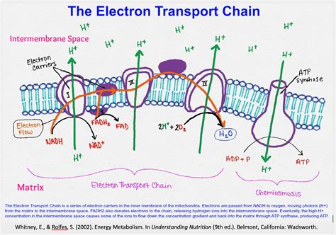 Electron Transport Chain Summary Diagrams Expii