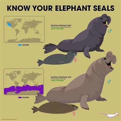 Elephant And Elephant Seal Animals Know Your Meme Elephant And Elephant Seal Animals Know Your Meme