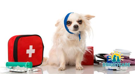 Emergency Care Programs New York Girard Emergency Vet Clinic