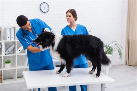 Emergency Vet Clinic Edmonton Veterinary Clinic Gateway Veterinary