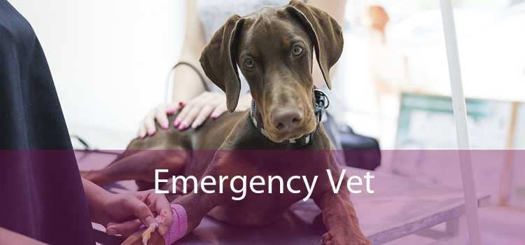 Emergency Vet Clinic
