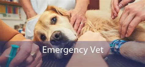 Emergency Vet Monrovia 24 Hour Emergency Vet Near Me Emergency Vet Monrovia 24 Hour Emergency Vet Near Me