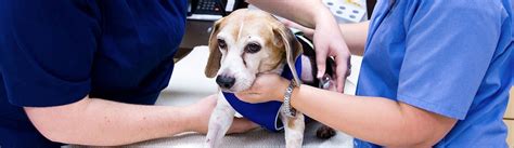 Emergency Vet San Antonio 24 Hour Emergency Vet Near Me