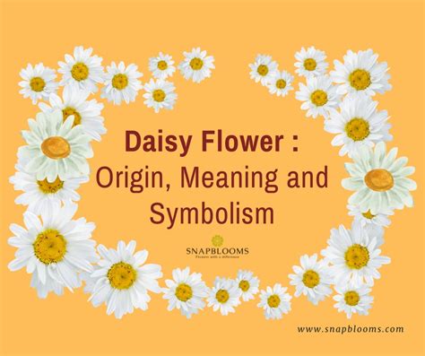 English Daisy Meaning Revealed