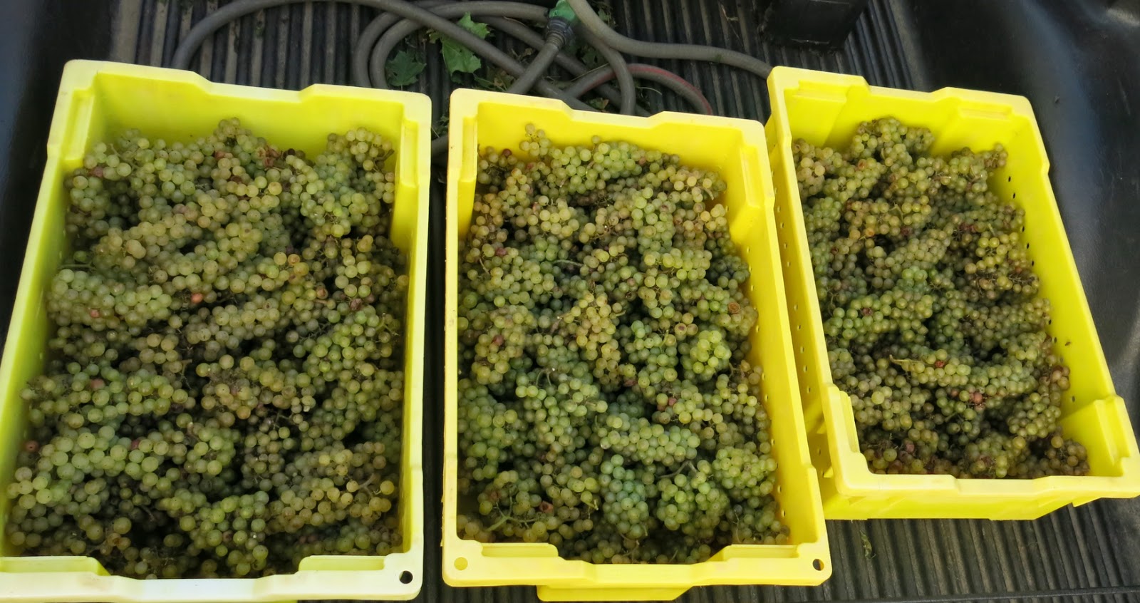 Enoviti 2017 Enoviti 2017