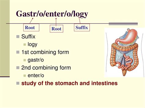 Enter O Medical Term