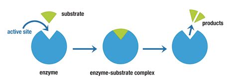Enzyme And Substrate Complex Enzyme And Substrate Complex