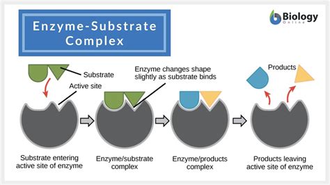Enzyme Substrate Complex Formation Enzyme Substrate Complex Formation