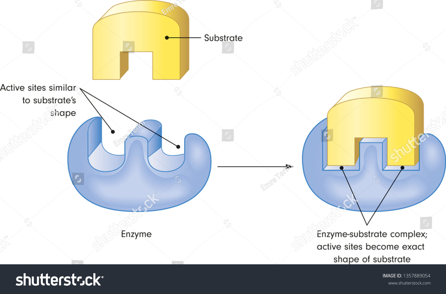 5 Ways Enzyme Substrate Complex Works
