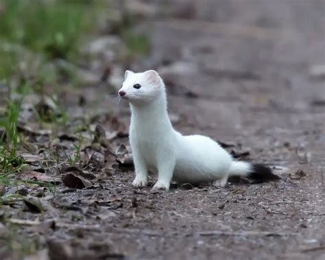 Ermine Facts Diet Habitat Pictures On Animalia Bio