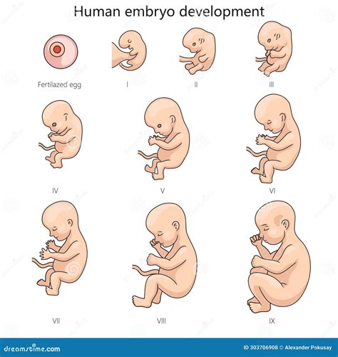 Etapas Del Desarrollo Fetal Vrogue Co Etapas Del Desarrollo Fetal Vrogue Co